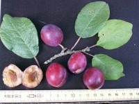 /album/les-pruniers/mirabelle-violette-03-jpg/